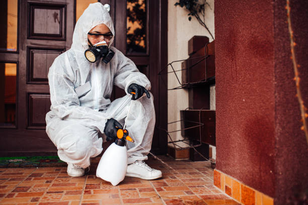 Attic and Crawl Space Rodent Treatment in Vista