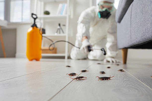 Commercial Rodent Management in Vista
